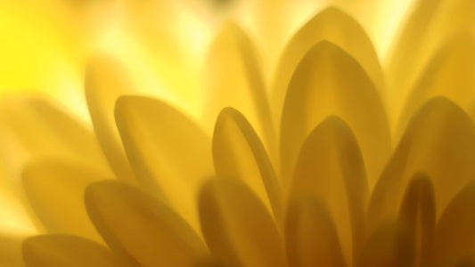 image of bright yellow flowers as a metaphor to represent the vaginal 