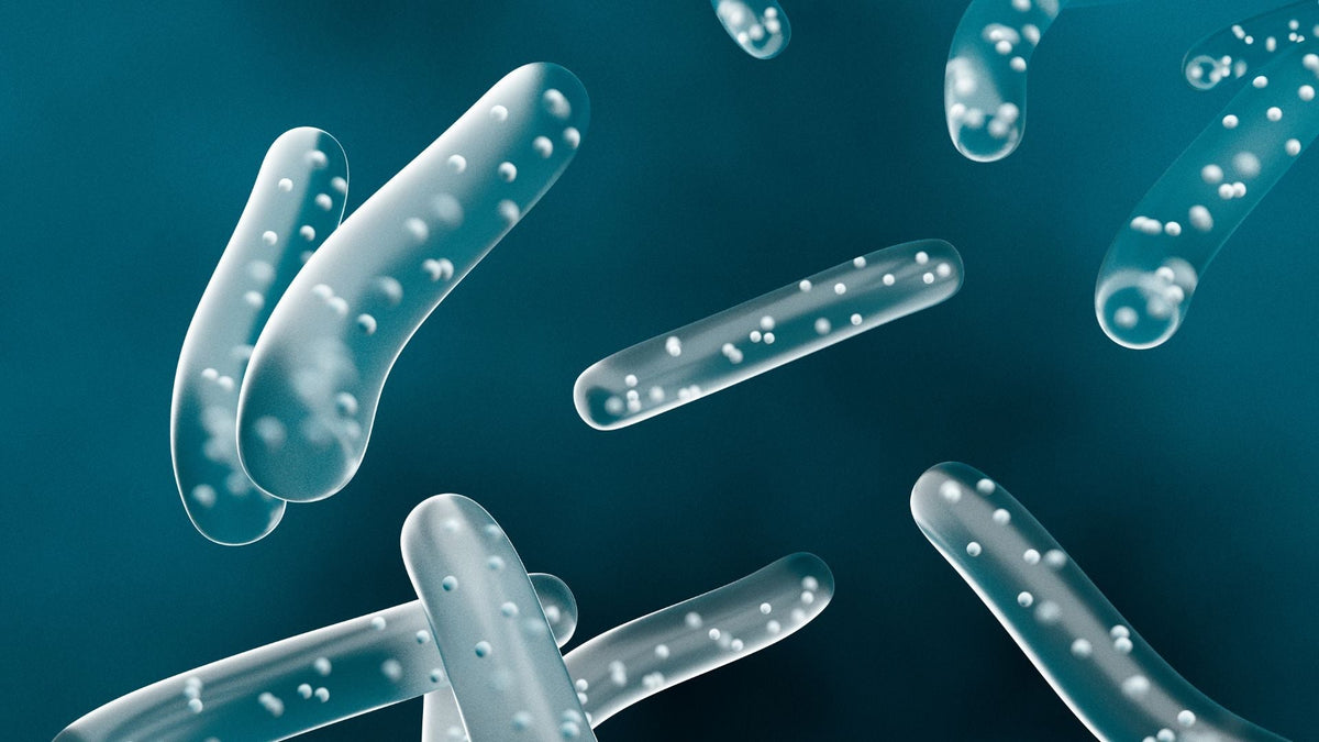 a visual representation of lactobacilli bacteria