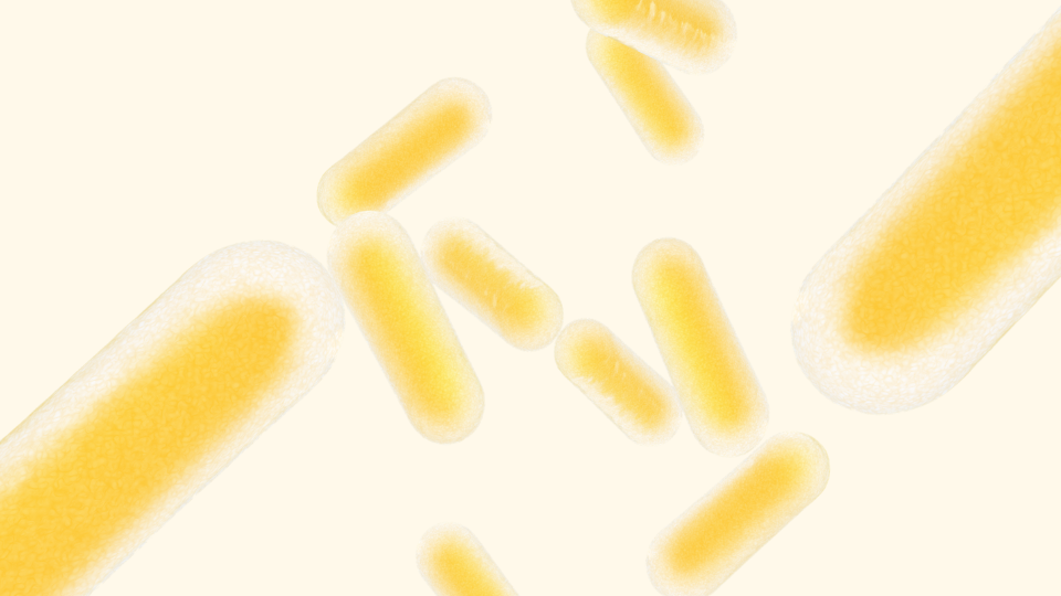 lactobacilli bacteria floating around. this bacteria is needed to look after the intimate microbiome and avoid infections such as utis
