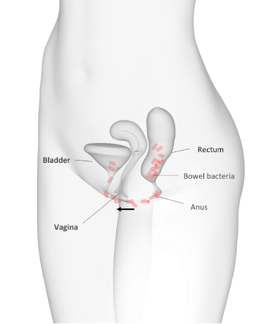illustration of female intimate area